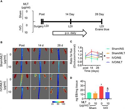 Melatonin Alleviates Venous Dysfunction in a Mouse Model of Iliac Vein Occlusion